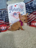 Purple, a female Chihuahua for sale in Coleman, TX – 2 of 8