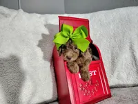 Green-medium, a male Goldendoodle for sale in Coleman, TX – 4 of 6