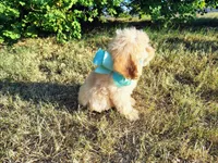 Teal-Medium, a male Goldendoodle for sale in Weatherford, TX – 2 of 4