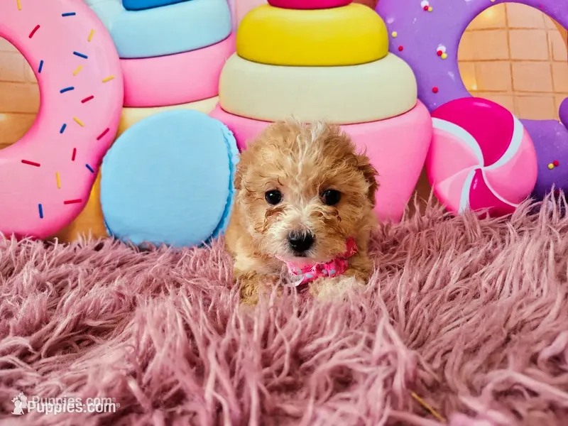 Princess  – Havapoo puppy for sale in Coleman, TX