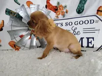 Orange, a male Cavalier King Charles Spaniel for sale in Coleman, TX – 3 of 6
