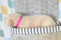 Magenta, a female Golden Retriever for sale in Coleman, TX – 3 of 3