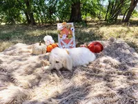 Magenta -medium , a male Goldendoodle for sale in Coleman, TX – 2 of 4