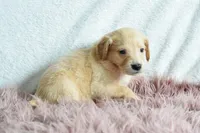 Rose, a female Golden Retriever for sale in Weatherford, TX – Photo 3 of 4