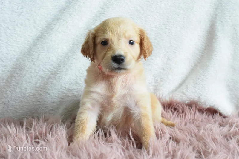 Rose – Golden Retriever puppy for sale in Weatherford, TX