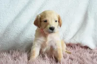 Rose, a female Golden Retriever for sale in Weatherford, TX – Photo 2 of 4