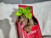 Green-medium, a male Goldendoodle for sale in Coleman, TX – 5 of 6