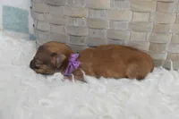Purple , a female Chihuahua for sale in Coleman, TX – 5 of 5