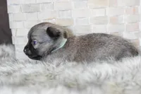 Teal, a male Chihuahua for sale in Coleman, TX – Photo 4 of 6