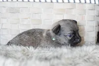 Teal, a male Chihuahua for sale in Coleman, TX – Photo 6 of 6