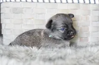 Teal, a male Chihuahua for sale in Coleman, TX – Photo 3 of 6