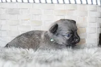 Teal, a male Chihuahua for sale in Coleman, TX – Photo 2 of 6