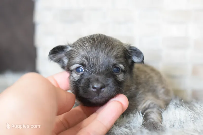Teal – Chihuahua puppy for sale in Coleman, TX
