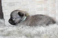 Teal, a male Chihuahua for sale in Coleman, TX – Photo 5 of 6