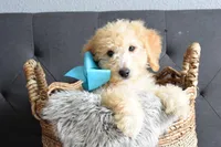 Weekend sale, a male Miniature Goldendoodle for sale in Coleman, TX – Photo 1 of 6