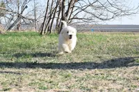 S-Blue, a male Miniature Goldendoodle for sale in San Antonio, TX – Photo 2 of 5
