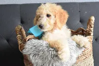 Weekend sale, a male Miniature Goldendoodle for sale in Coleman, TX – Photo 6 of 6