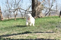 S-Blue, a male Miniature Goldendoodle for sale in San Antonio, TX – Photo 3 of 5