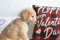 S-Blue, a male Miniature Goldendoodle for sale in Weatherford, TX – Photo 2 of 6