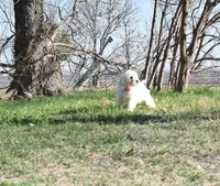 S-Blue, a male Miniature Goldendoodle for sale in San Antonio, TX – Photo 5 of 5