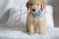 S-Blue, a male Miniature Goldendoodle for sale in Weatherford, TX – Photo 5 of 6