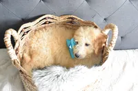 Weekend sale, a male Miniature Goldendoodle for sale in Coleman, TX – Photo 5 of 6