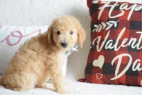 S-Blue, a male Miniature Goldendoodle for sale in Weatherford, TX – Photo 1 of 6