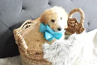 Weekend sale, a male Miniature Goldendoodle for sale in Coleman, TX – Photo 2 of 6