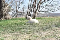 S-Blue, a male Miniature Goldendoodle for sale in San Antonio, TX – Photo 4 of 5