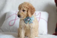 S-Blue, a male Miniature Goldendoodle for sale in Weatherford, TX – Photo 6 of 6