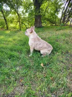Diamond , a female French Bulldog for sale in Coleman, TX – 2 of 2