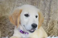 Purple, a female Golden Retriever for sale in Coleman, TX – 7 of 10