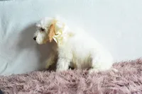 Weekend sale, a male Goldendoodle for sale in Weatherford, TX – Photo 4 of 4