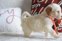 processed/c3792153-3353-4e86-af74-fb614b78d8b9/listing/5d6982c4-a4ed-4715-a191-eeeb35fda941/195a5a9b-f178-4015-ad0a-2a7b1ee2dc25