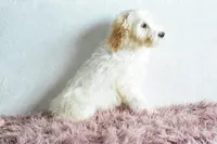 Weekend sale, a male Goldendoodle for sale in Weatherford, TX – Photo 2 of 4