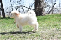 P-orange, a male Goldendoodle for sale in San Antonio, TX – Photo 5 of 5