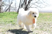 P-orange, a male Goldendoodle for sale in San Antonio, TX – Photo 2 of 5