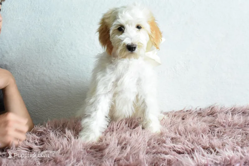Weekend sale – Goldendoodle puppy for sale in Weatherford, TX