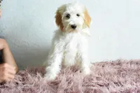 Weekend sale, a male Goldendoodle for sale in Weatherford, TX – Photo 1 of 4