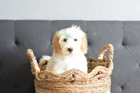 Weekend sale, a male Goldendoodle for sale in Coleman, TX – Photo 2 of 5