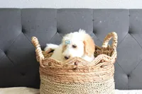 Weekend sale, a male Goldendoodle for sale in Coleman, TX – Photo 4 of 5