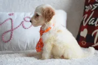 processed/c3792153-3353-4e86-af74-fb614b78d8b9/listing/5d6982c4-a4ed-4715-a191-eeeb35fda941/ca2e1ed5-6e4c-4e84-9a84-35b6be719f2e