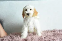 Weekend sale, a male Goldendoodle for sale in Weatherford, TX – Photo 3 of 4