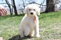 P-orange, a male Goldendoodle for sale in San Antonio, TX – Photo 1 of 5