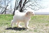 P-orange, a male Goldendoodle for sale in San Antonio, TX – Photo 3 of 5