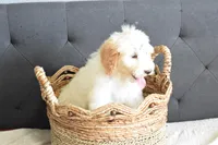 Weekend sale, a male Goldendoodle for sale in Coleman, TX – Photo 3 of 5