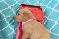 Light Pink, a female Golden Retriever for sale in Coleman, TX – 5 of 5