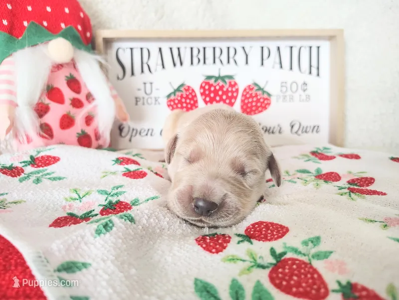Pink – Golden Retriever puppy for sale in Coleman, TX