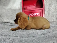 Weekend sale-Blue, a male Cavalier King Charles Spaniel for sale in Weatherford, TX – 4 of 4