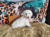 Purple-Standard, a female Goldendoodle for sale in Coleman, TX – 2 of 5